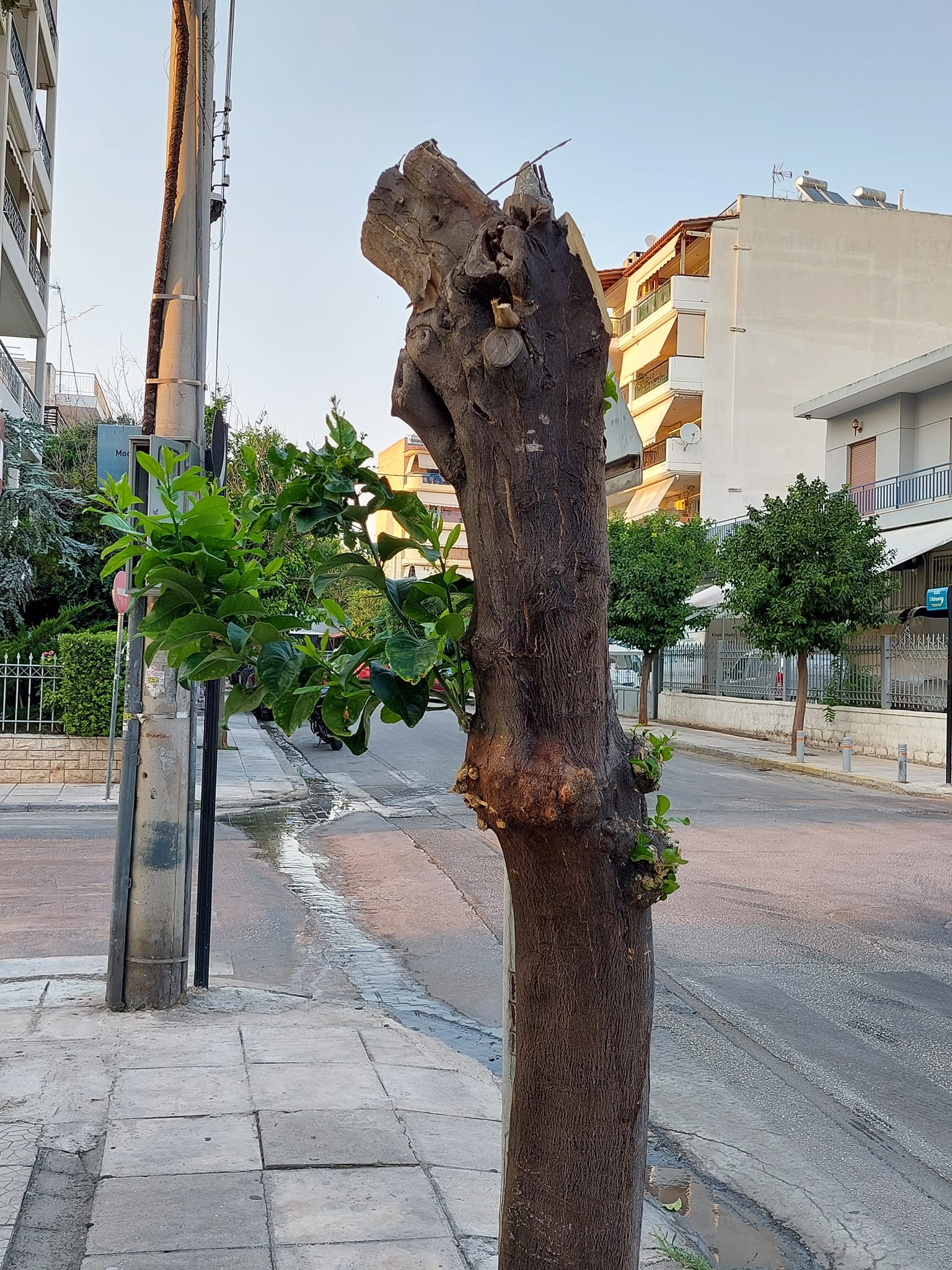 Τοποθέτηση της αξιωματικής αντιπολίτευσης για το πράσινο